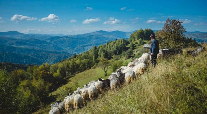Проект «Відродження вівчарства в Карпатському регіоні»