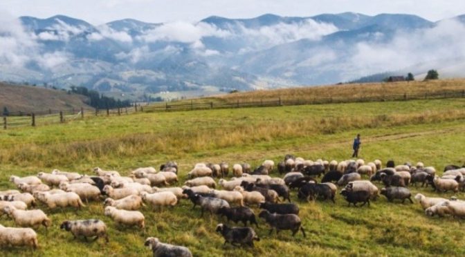 Відродження вівчарства в Карпатському регіоні